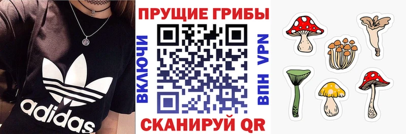shop официальный сайт  Верхняя Пышма  Галлюциногенные грибы Psilocybine cubensis 